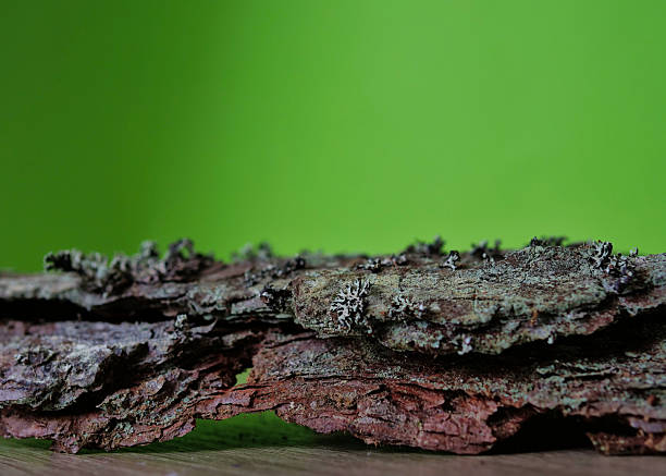 Macro View of Textured Organic Bark Against a Solid Green Backdrop - Rugged Tree Bark Podium Isolated