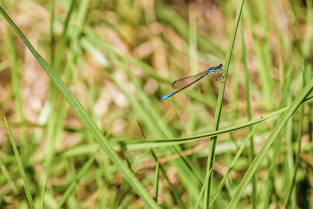 Male banded demoiselle damselfly resting in the reeds along the river Stour near Sudbury in Suffolk.