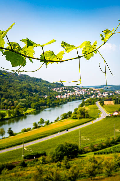 Mosel River near Trier