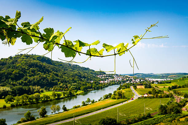 Mosel River near Trier