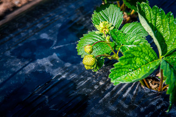 strawberry plantation