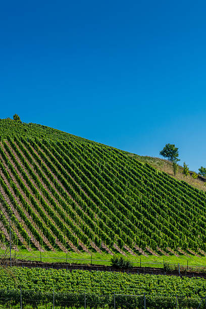 Vineyard in rhineland palatinate