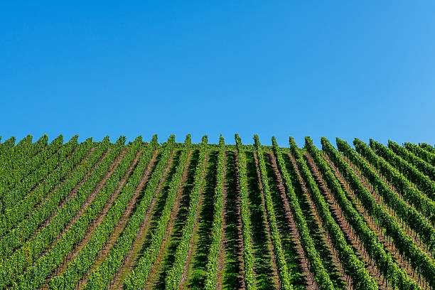 Vineyard in rhineland palatinate