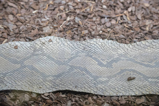 Shed snake skin showcasing a detailed pattern of scales on wood chips
