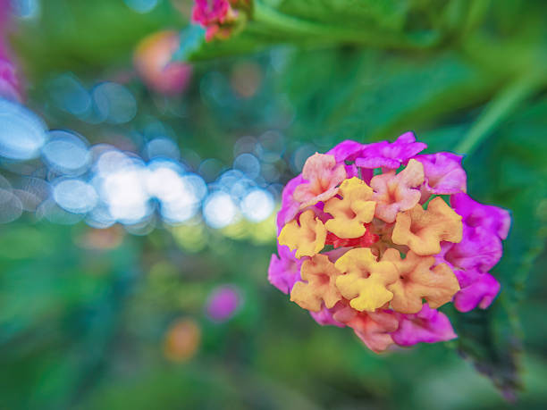 Clusters of Lantana flowers in full bloom, wide angle macrophotography captured in a garden in the eastern Andean mountains of central Colombia, near the Iguaque natural reserve.