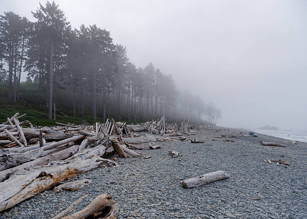 Dramatic driftwood and rocky coastline at Ruby Beach, Olympic National Park, Washington State, USA