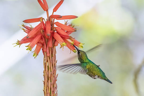 Short-tailed emerald hummingbird feeding on an aloe candelabra flower, in a garden in the eastern Andean mountains of central Colombia, near the Iguaque natural reserve.