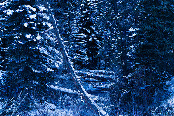 Winter wonderland scenic landscape with downed trees over mountain creek with soft flowing water and fresh snow.