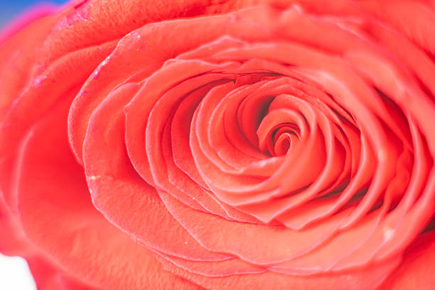 Close-up of a vibrant red rose, showcasing its intricate petals and natural beauty