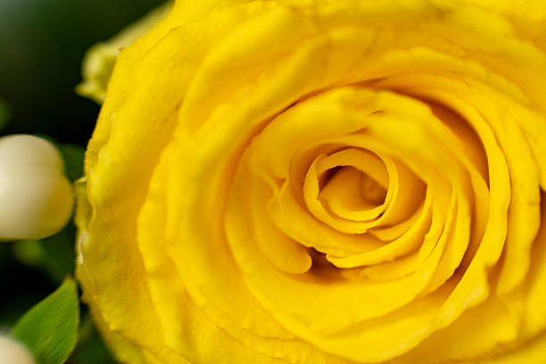 Close-up of a vibrant yellow rose with soft petals