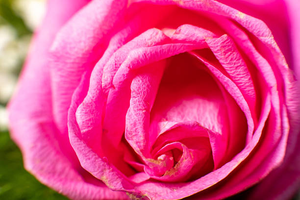 Close-up of a vibrant pink rose with delicate petals