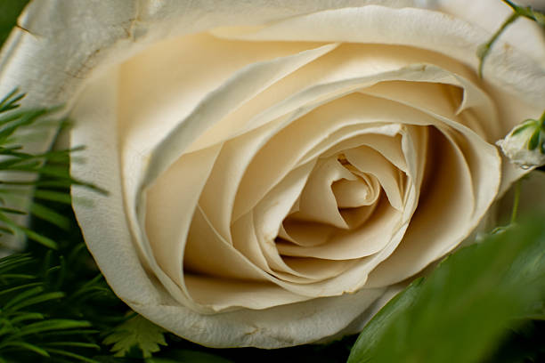 A close-up of a creamy white rose surrounded by green foliage