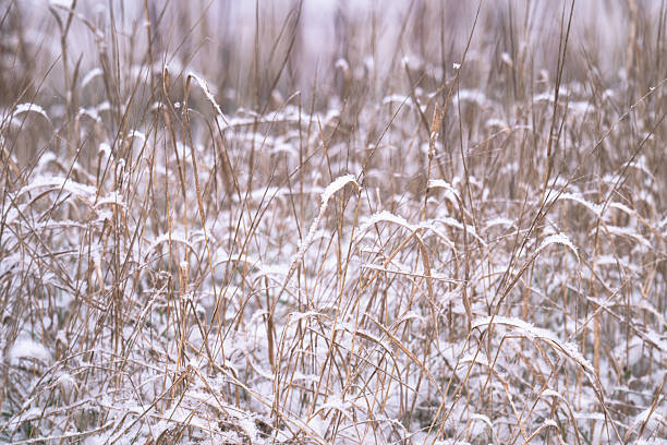winter landscape of snow-covered plants in winter