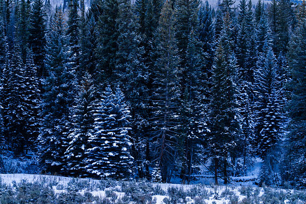 Scenic winter landscape with fresh dusting of snow on trees along edge of mountain meadow.