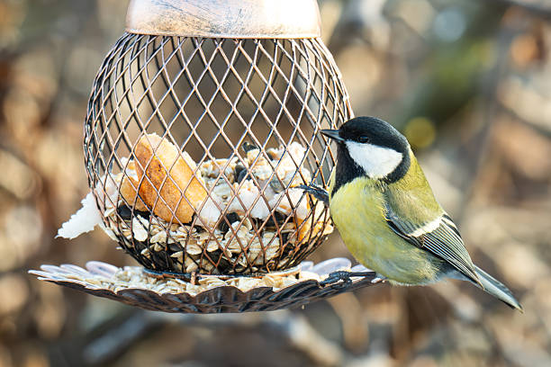 Marsh Tit, Scientific name: Poecile palustris, feeding on a bird feeder filled with peanuts.  Close up and looking to right.  Clean background.  Space for copy. Horizontal.