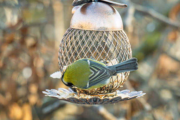 A titmouse flew in to feast on food from a bird feeder in winter