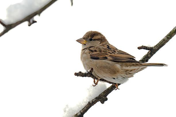 A close-up of a sparrow on a branch in winter