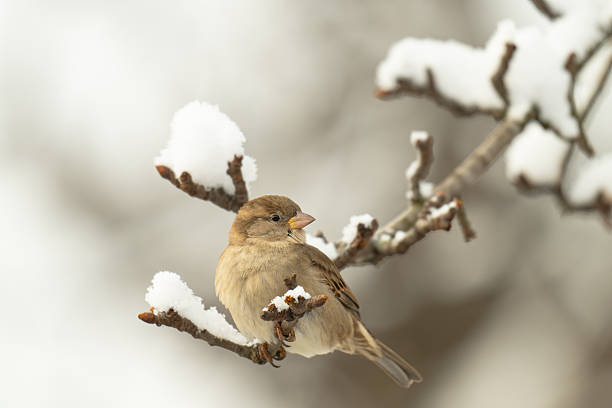 A close-up of a sparrow on a branch in winter