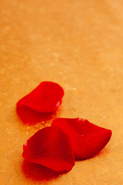 Water drop on a rose