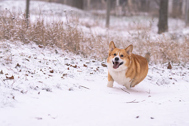 Pembroke corgi on a walk on a winter day