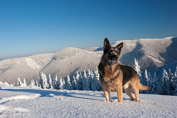 Security, protection and vigilance concept illustrated by a German Shepherd dog standing alert in a frozen winter mountain landscape with snow covered forest and clear blue sky. Loyalty, strength and reliability symbolized by a guard dog in harsh cold environment with copy space.