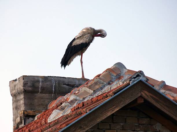 White stork (Ciconia ciconia) perched on a red tiled roof with chimney, grooming itself with its beak, capturing typical European rural wildlife behavior