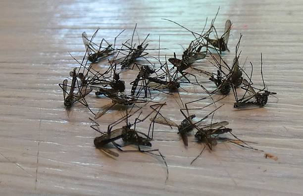 Extreme close up of a mosquito on metallic surface, illuminated in the in the dark.