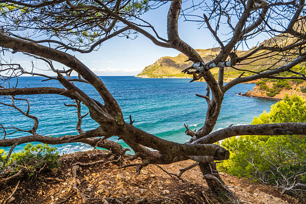 View of turquoise Mediterranean Sea through pine tree branches. Waves roll onto shore with white foam. Summer scene from Betlem, Mallorca, ideal for travel, nature, relaxation themes