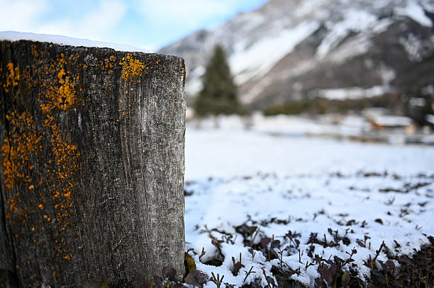 Old log post with orange lichen in a snowy winter landscape with blurred mountains