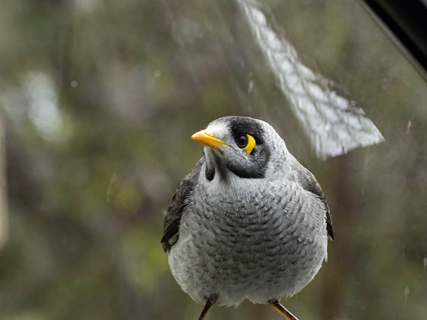 Close up of noisy miner (Manorina melanocephala) is a bird in the honeyeater family, endemic to eastern and southeastern Australia