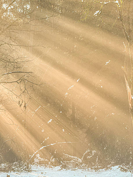 CLOSE UP: Soft golden sunbeams stream through snowy forest, illuminating bare branches and fresh snow. Sun shafts of early sunlight form a magical pattern. Beauty of winter morning in pristine nature.