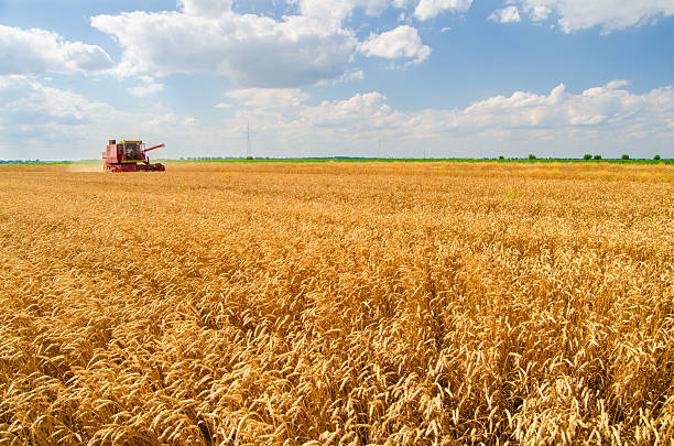 Combine harvester harvesting wheat on a sunny summer day.