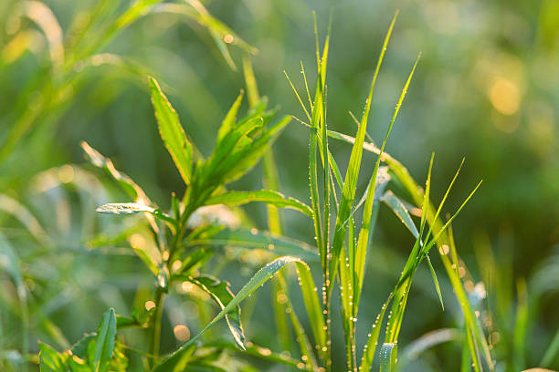 Lush Green Grass adorned with Morning Dew Highlights enhancing its beauty in Natural Light