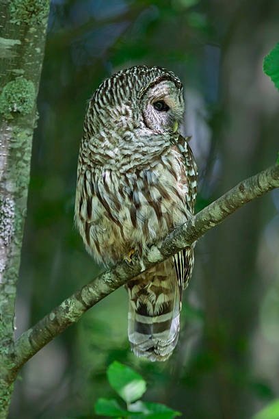 Portrait of a barred owl (Strix varia) perching in a tree during the day during summer, Vancouver Island, British Columbia, Canada