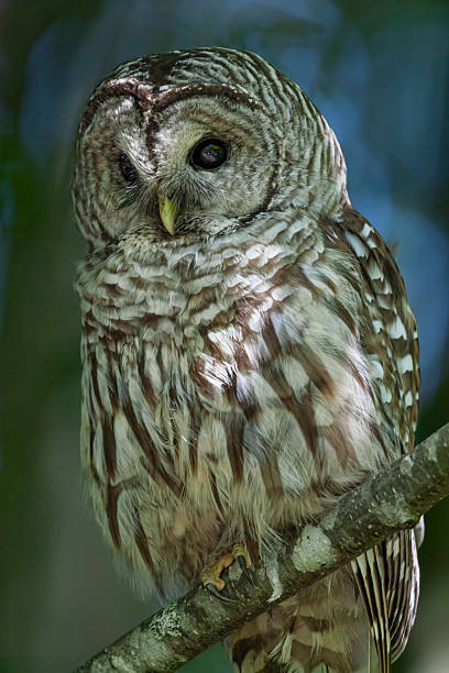 Portrait of a barred owl (Strix varia) perching in a tree during the day during summer, Vancouver Island, British Columbia, Canada