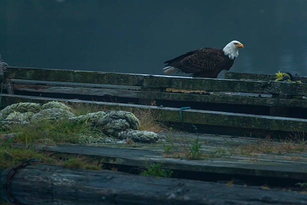 Adult bald eagle (Haliaeetus leucocephalus) perching on a floating jetty in twilight, Vancouver Island, British Columbia, Canada. The bald eagle is the national bird of the United States of America.