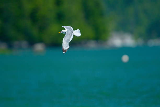 Adult short-billed gull (Larus brachyrhynchus), also known as a mew gull, flying over Knight Inlet in summer, British Columbia, Canada