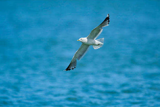 Adult short-billed gull (Larus brachyrhynchus), also known as a mew gull, flying over Knight Inlet in summer, British Columbia, Canada