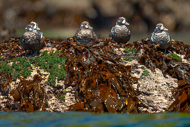 Harlequin ducks (Histrionicus histrionicus) on seaweed covered rocks in summer, Botanical Beach, Vancouver Island, British Columbia, Canada.