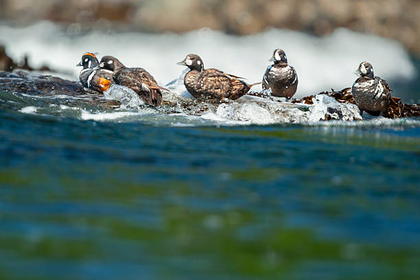 Harlequin ducks (Histrionicus histrionicus) on seaweed covered rocks in summer, Botanical Beach, Vancouver Island, British Columbia, Canada.