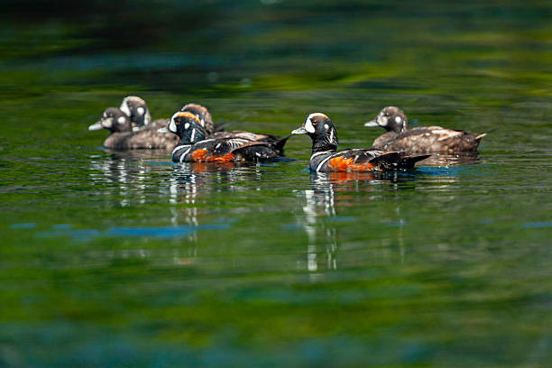 Group of harlequin ducks (Histrionicus histrionicus) on water, Botanical Beach, Vancouver Island, British Columbia, Canada.