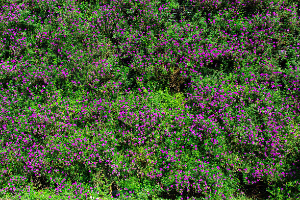 Mexican heather's little purple flowers (Cuphea hyssopifolia). Little flowers are blooming
