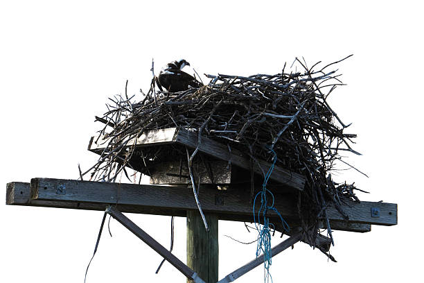 A wild Osprey Bird of Prey in the Florida Keys.