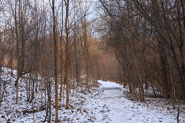 Golden Sunlight Shining Through Bare Winter Trees in Forest