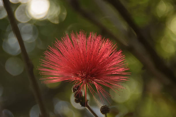A red powder puff flower in the Botanical Gardens, Puerto De La Cruz, Tenerife