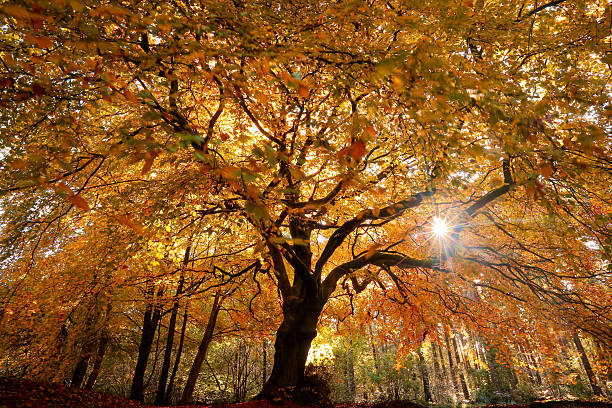 Sunlit autumnal Beech tree Cotswolds Gloucestershire UK
