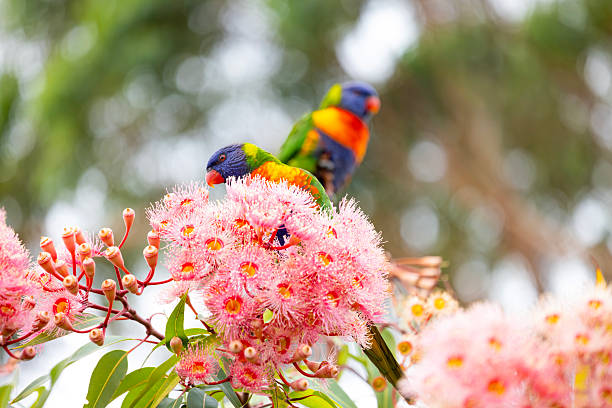 Rainbow Lorikeets feeding on nectar of the Red Flowering Gum Tree, background with copy space, full frame horizontal composition