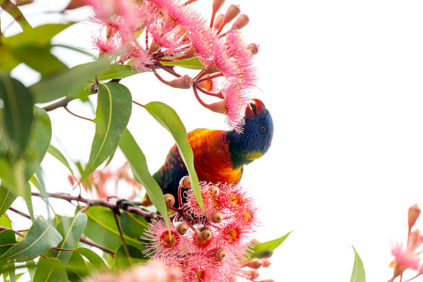 Rainbow Lorikeet feeding on nectar of the Red Flowering Gum Tree, background with copy space, full frame horizontal composition