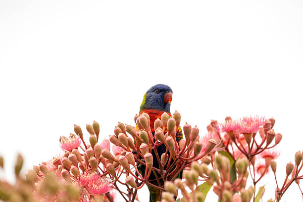 Rainbow Lorikeet feeding on nectar of the Red Flowering Gum Tree, background with copy space, full frame horizontal composition