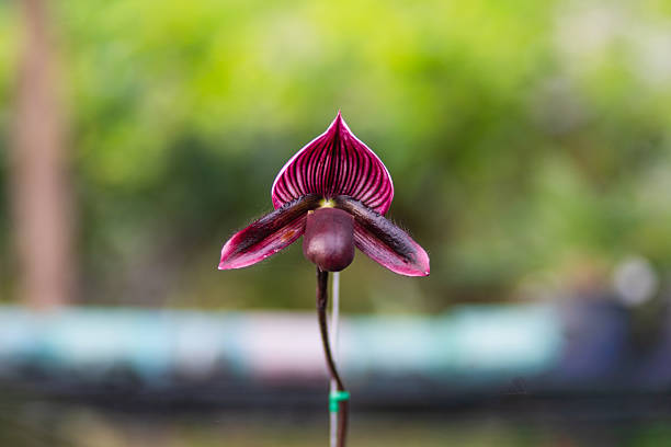 A stunning dark purple Paphiopedilum orchid standing out in a lush garden, showcasing its elegant shape and rare color.